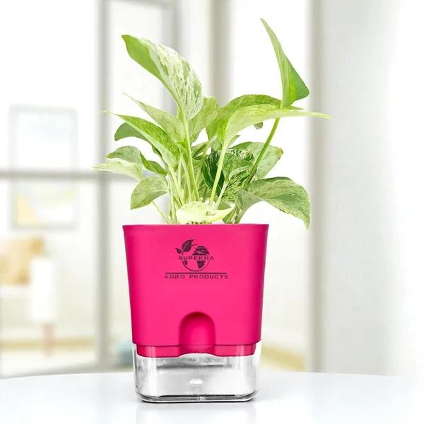 Marble_Queen_Pothos_Plant_In_Self_Watering_Pot
