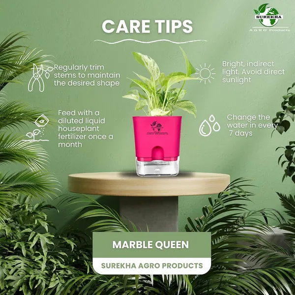 Marble_Queen_Pothos_Plant_In_Self_Watering_Pot