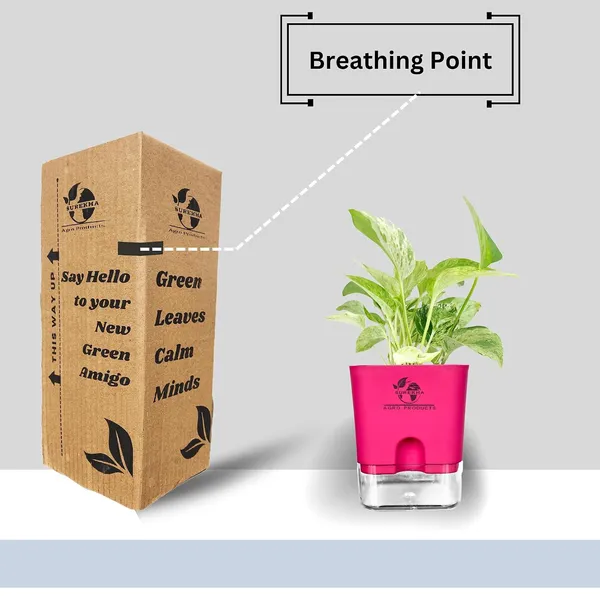 Marble_Queen_Pothos_Plant_In_Self_Watering_Pot