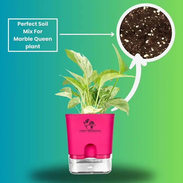 Marble_Queen_Pothos_Plant_In_Self_Watering_Pot