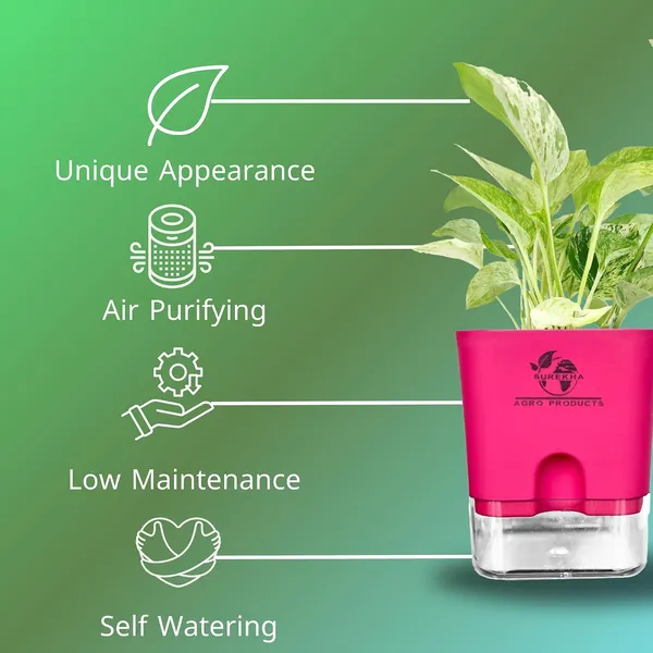 Marble_Queen_Pothos_Plant_In_Self_Watering_Pot