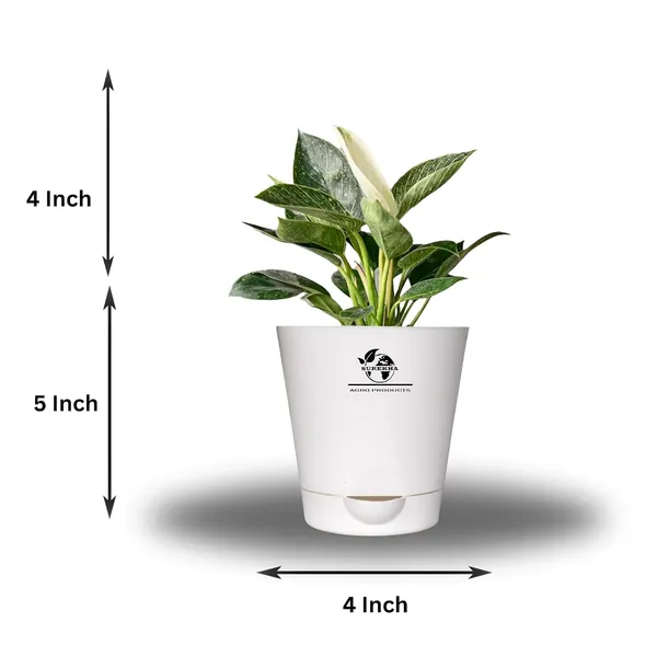 Philodendron_Green_Princess_With_Self_Watering_Pot