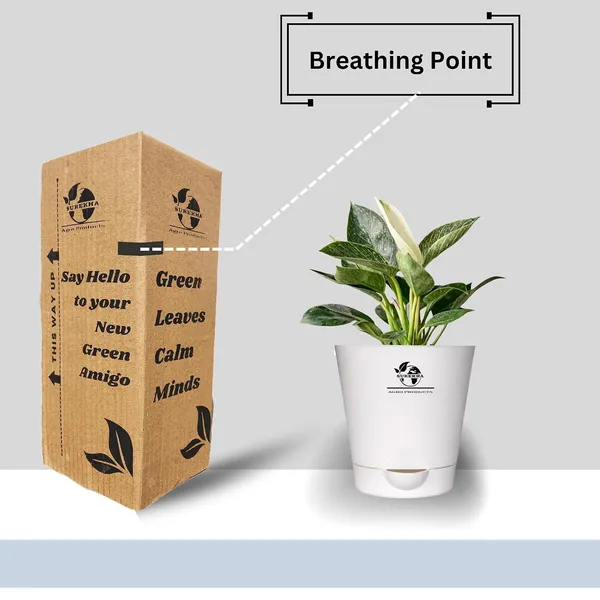 Philodendron_Green_Princess_With_Self_Watering_Pot