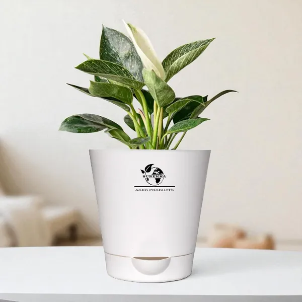 Philodendron_Green_Princess_With_Self_Watering_Pot