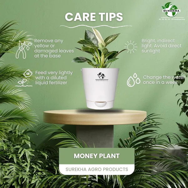 Philodendron_Green_Princess_With_Self_Watering_Pot