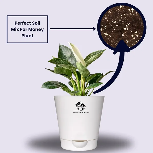 Philodendron_Green_Princess_With_Self_Watering_Pot