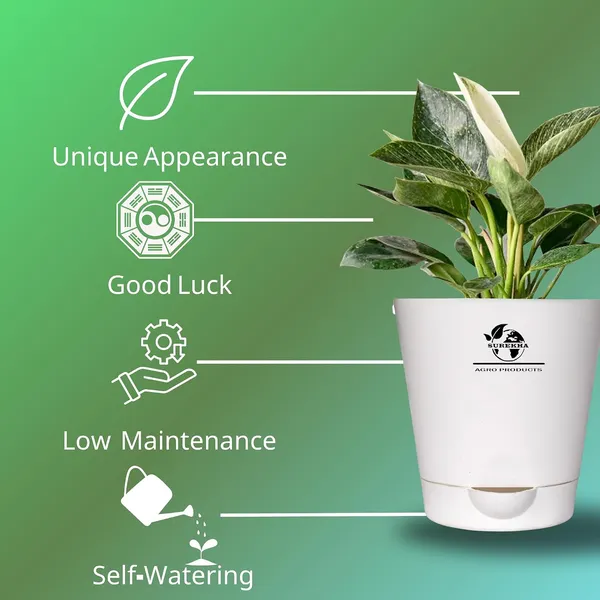 Philodendron_Green_Princess_With_Self_Watering_Pot