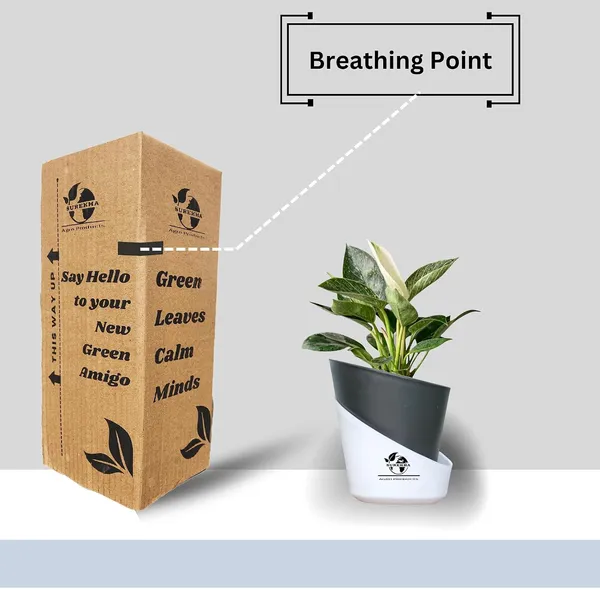 Philodendron_Green_Princess_With_Self_Watering_Pot