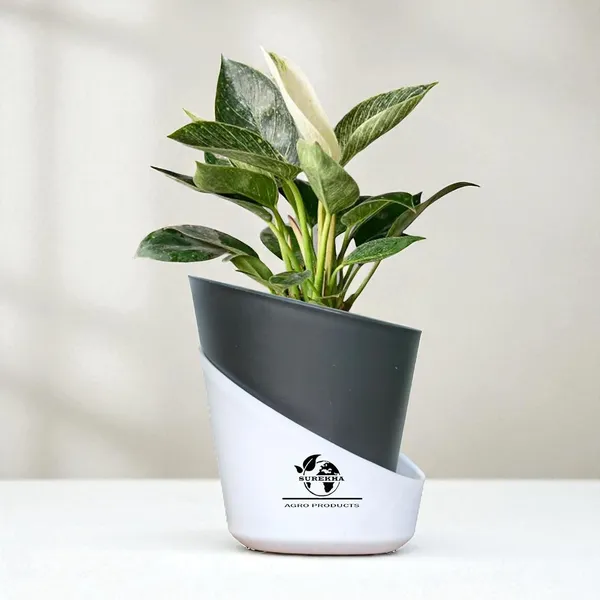 Philodendron_Green_Princess_With_Self_Watering_Pot