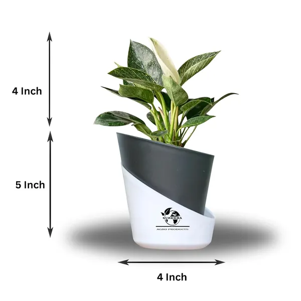 Philodendron_Green_Princess_With_Self_Watering_Pot