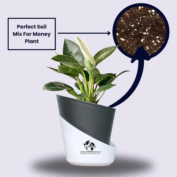 Philodendron_Green_Princess_With_Self_Watering_Pot