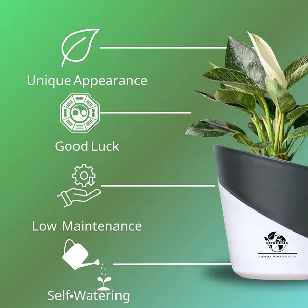 Philodendron_Green_Princess_With_Self_Watering_Pot