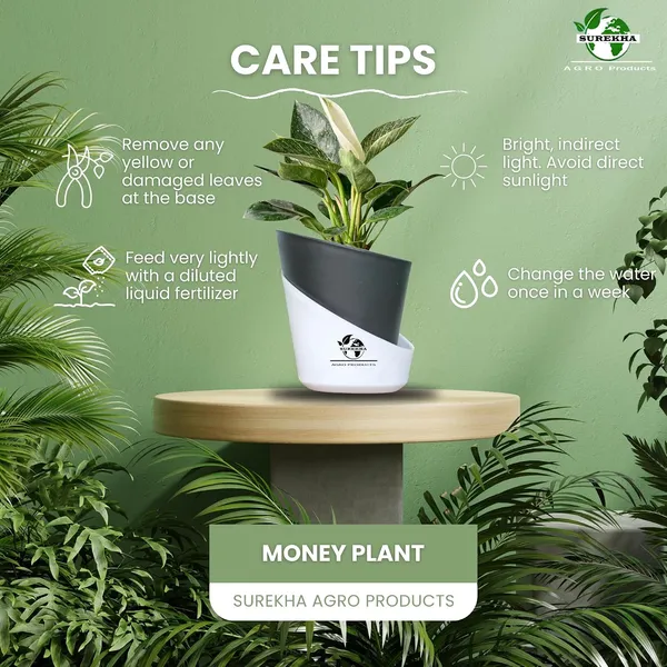 Philodendron_Green_Princess_With_Self_Watering_Pot