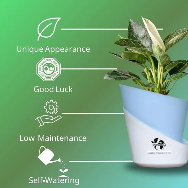 Philodendron_Green_Princess_With_Self_Watering_Pot