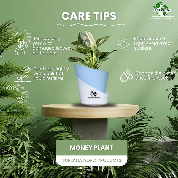 Philodendron_Green_Princess_With_Self_Watering_Pot