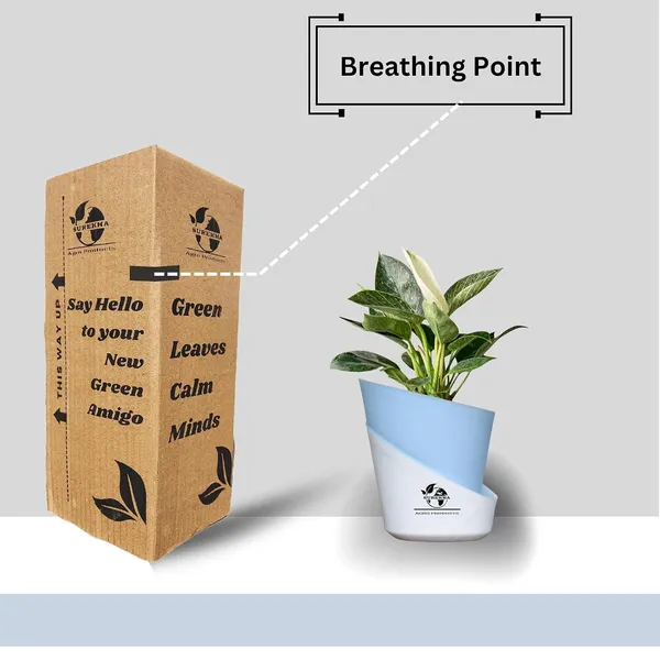 Philodendron_Green_Princess_With_Self_Watering_Pot