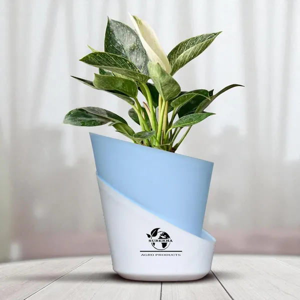 Philodendron_Green_Princess_With_Self_Watering_Pot