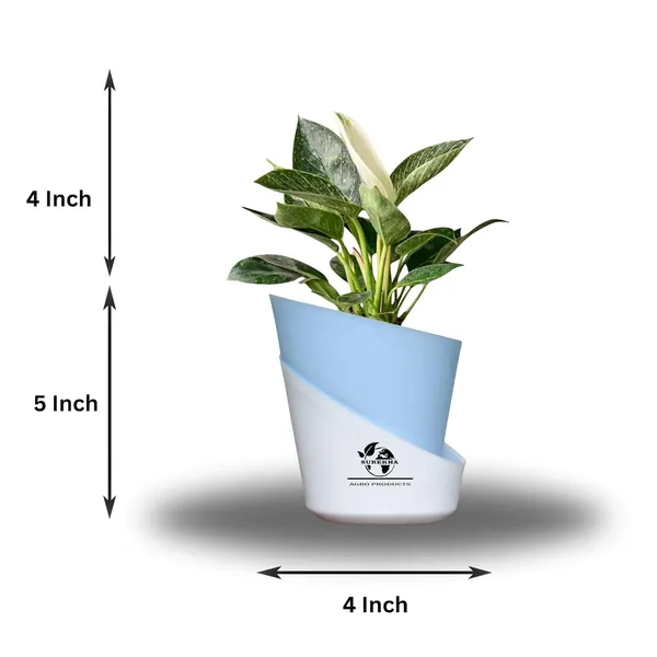Philodendron_Green_Princess_With_Self_Watering_Pot
