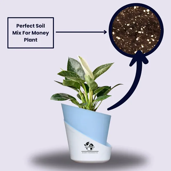 Philodendron_Green_Princess_With_Self_Watering_Pot