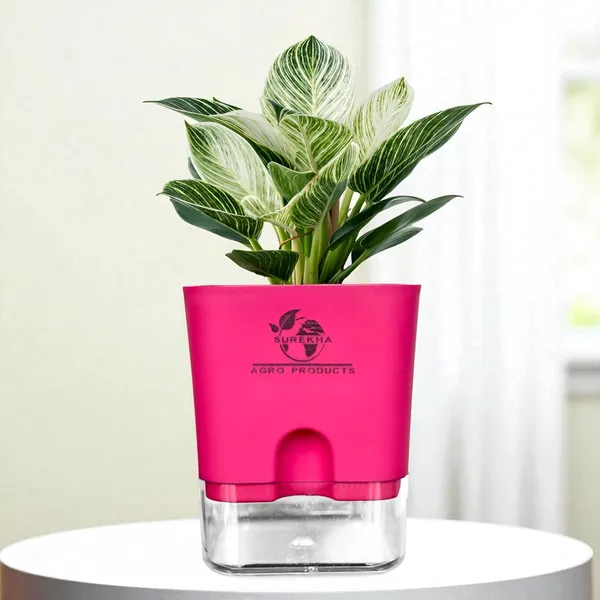 Philodendron_Green_Princess_With_Self_Watering_Pot