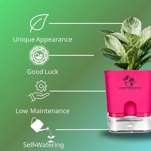 Philodendron_Green_Princess_With_Self_Watering_Pot