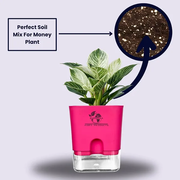 Philodendron_Green_Princess_With_Self_Watering_Pot