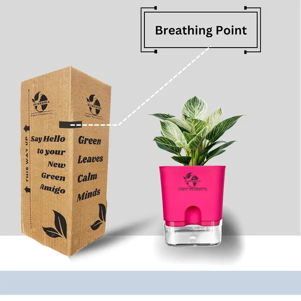 Philodendron_Green_Princess_With_Self_Watering_Pot