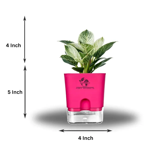 Philodendron_Green_Princess_With_Self_Watering_Pot