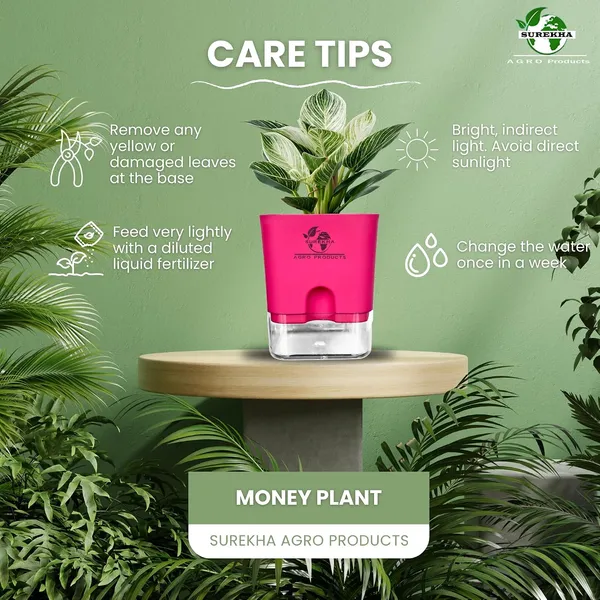 Philodendron_Green_Princess_With_Self_Watering_Pot