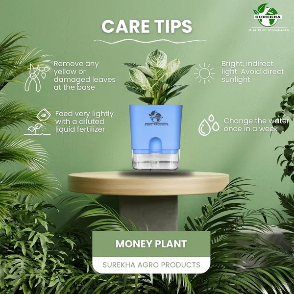 Philodendron_Green_Princess_With_Self_Watering_Pot