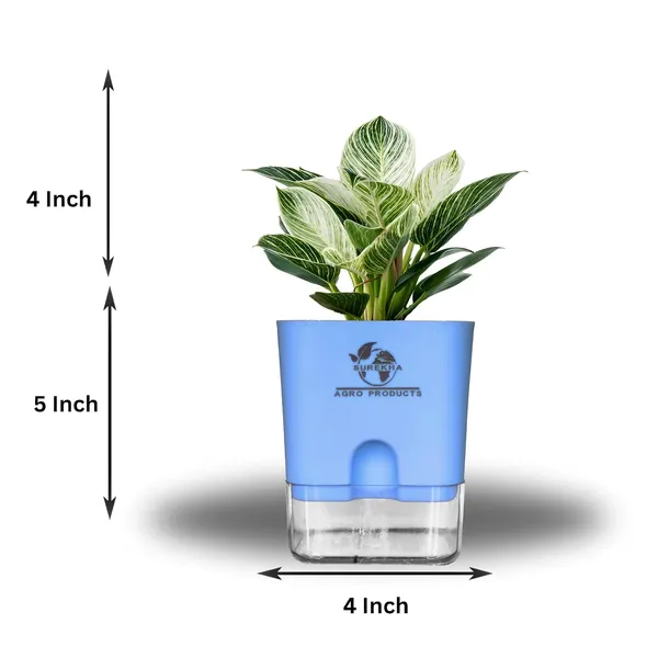 Philodendron_Green_Princess_With_Self_Watering_Pot