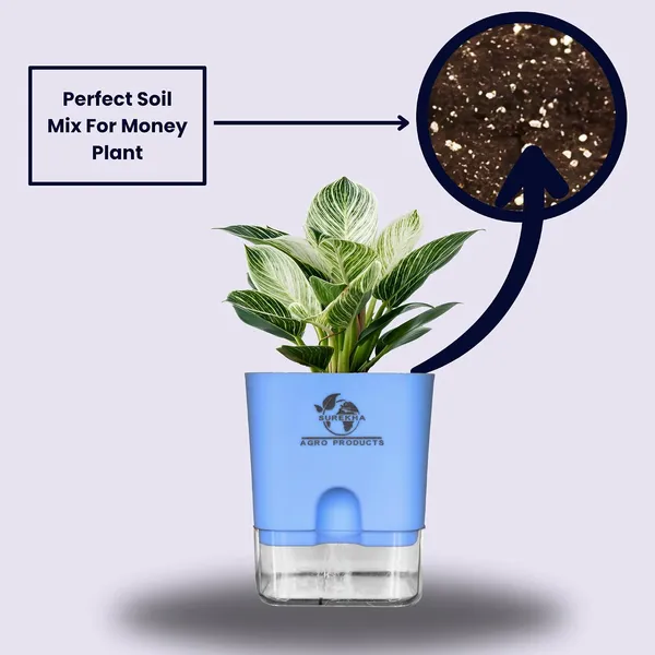 Philodendron_Green_Princess_With_Self_Watering_Pot