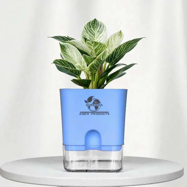 Philodendron_Green_Princess_With_Self_Watering_Pot