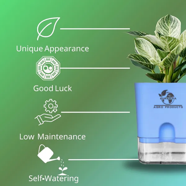 Philodendron_Green_Princess_With_Self_Watering_Pot