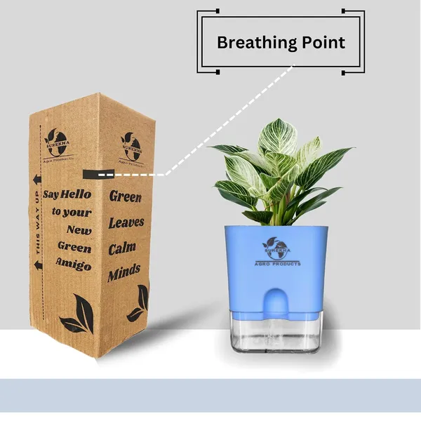 Philodendron_Green_Princess_With_Self_Watering_Pot