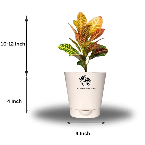 Croton_Petra_Plant_With_Self_Watering_Pot