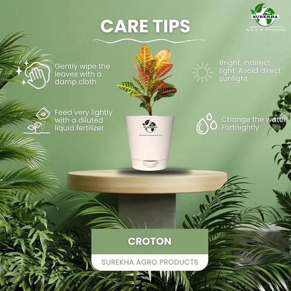Croton_Petra_Plant_With_Self_Watering_Pot