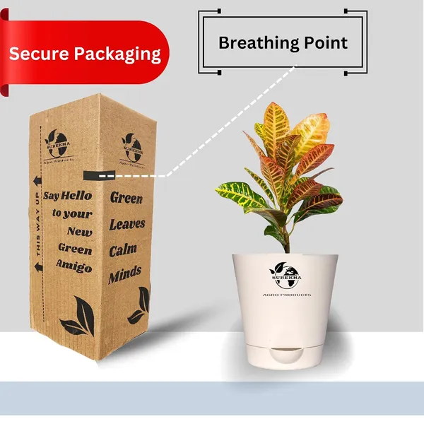 Croton_Petra_Plant_With_Self_Watering_Pot