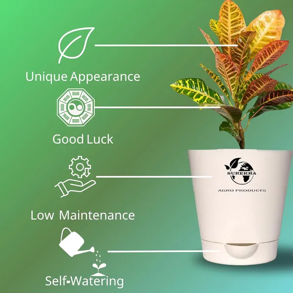 Croton_Petra_Plant_With_Self_Watering_Pot