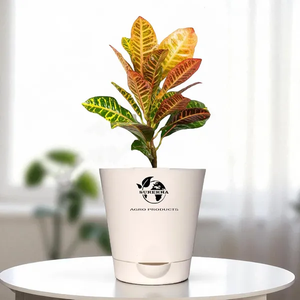 Croton_Petra_Plant_With_Self_Watering_Pot