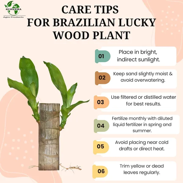 Brazilian_Wood_Plant_-_Pack_Of_3