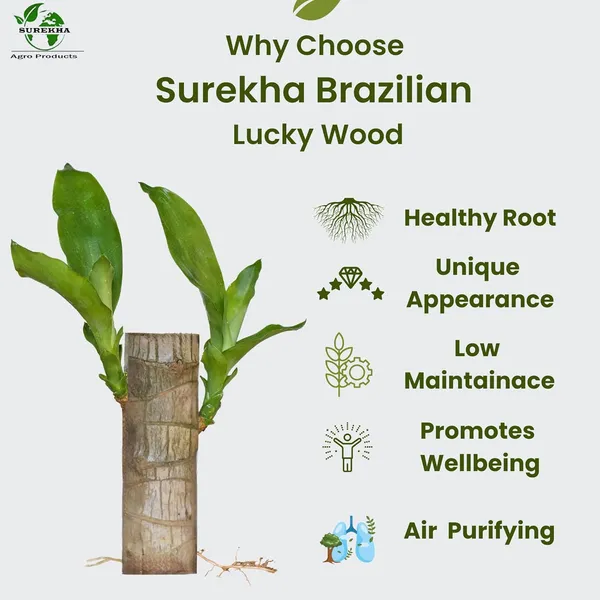 Brazilian_Wood_Plant_-_Pack_Of_3