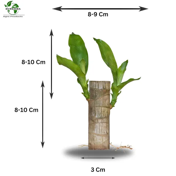 Brazilian_Wood_Plant_-_Pack_Of_3