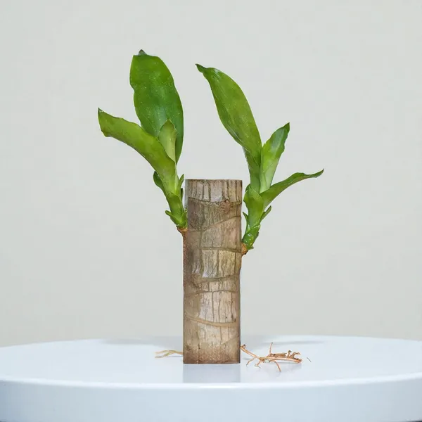 Brazilian_Wood_Plant_-_Pack_Of_3