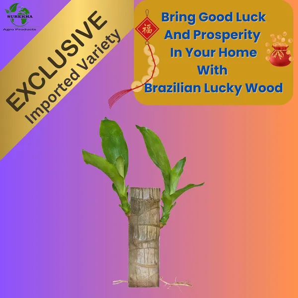 Brazilian_Wood_Plant_-_Pack_Of_3