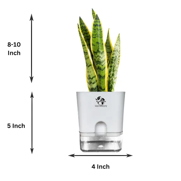 Snake_Plant_Laurentii_In_Self_Watering_Pot