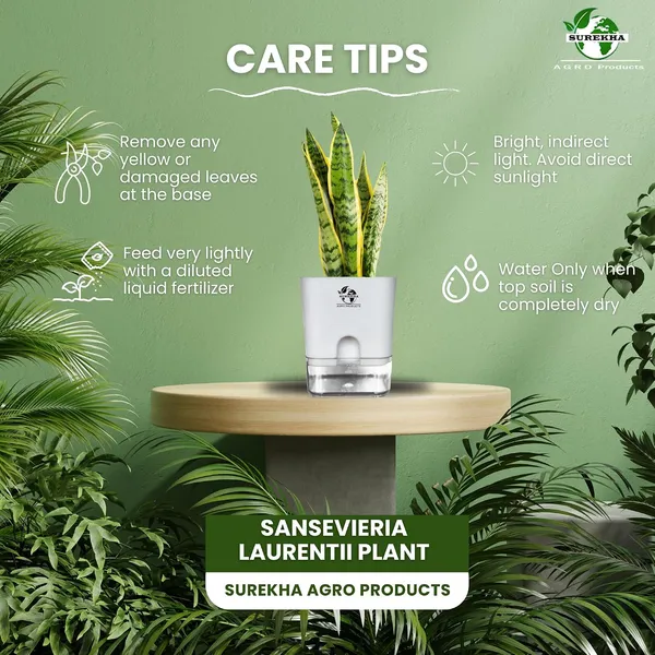 Snake_Plant_Laurentii_In_Self_Watering_Pot