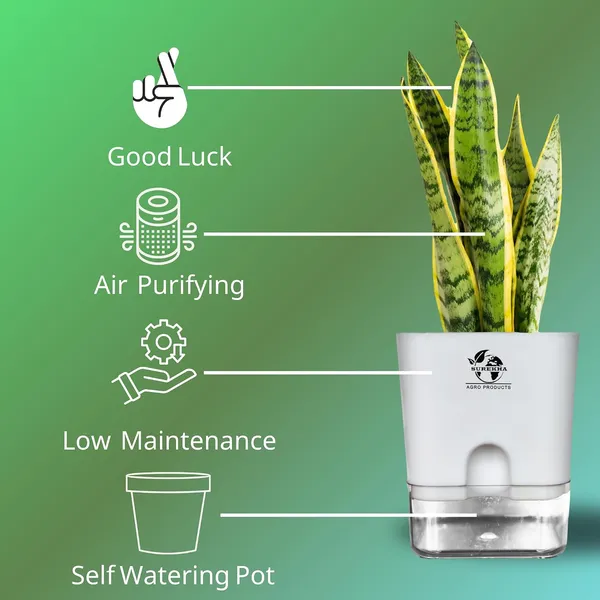 Snake_Plant_Laurentii_In_Self_Watering_Pot