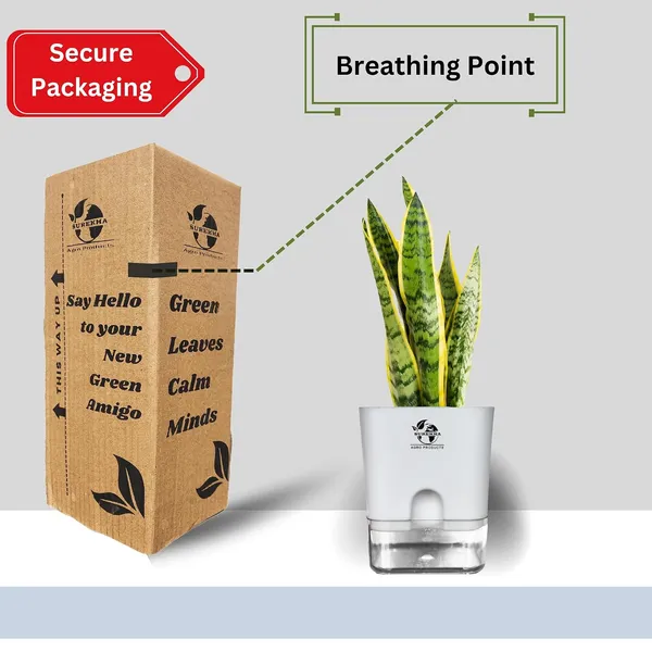 Snake_Plant_Laurentii_In_Self_Watering_Pot