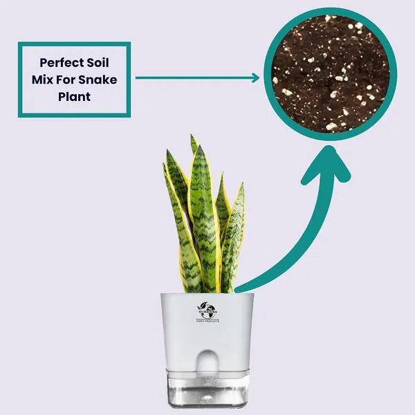 Snake_Plant_Laurentii_In_Self_Watering_Pot
